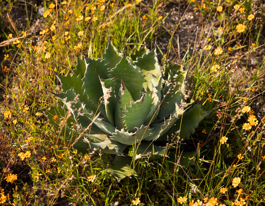 Agave silvestre: donde todo empieza