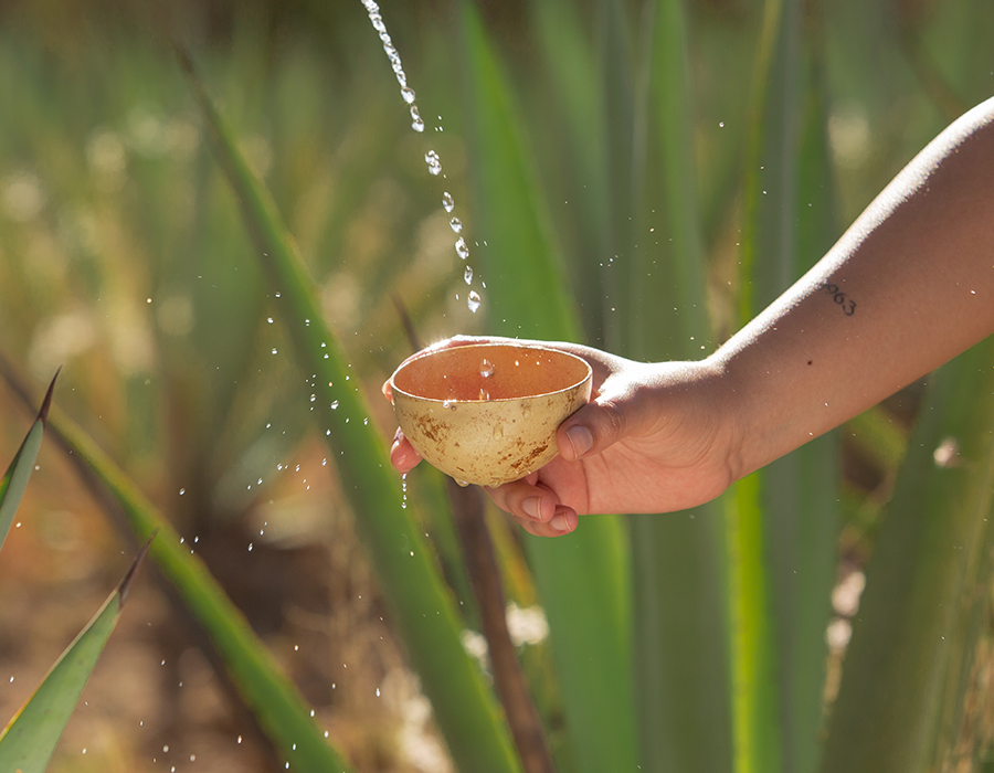 Cómo se hace el mezcal sirvestre